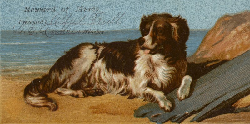 Border Collie am Strand von American School