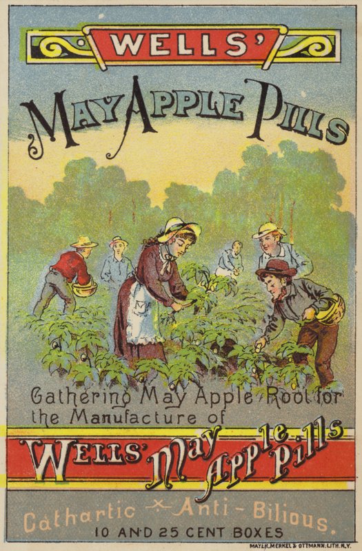 Mayapfelwurzeln sammeln von American School