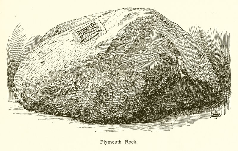Plymouth Rock von American School