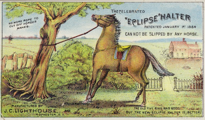 Angebundenes Pferd von American School