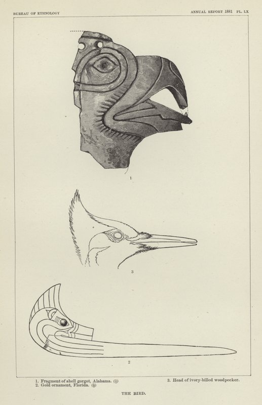 Der Vogel von American School