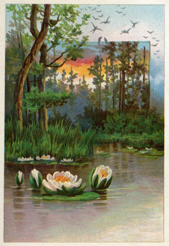 Seerosen von American School