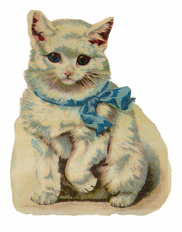 Weiße Katze trägt blaue Schleife von American School