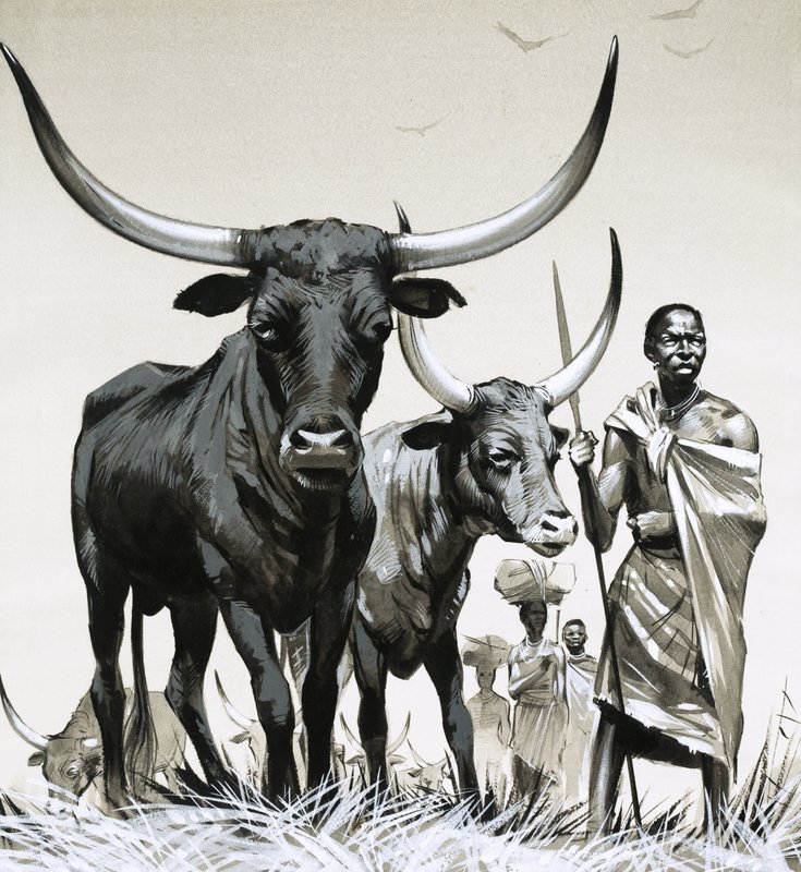 Ankole-Rinder von Angus McBride