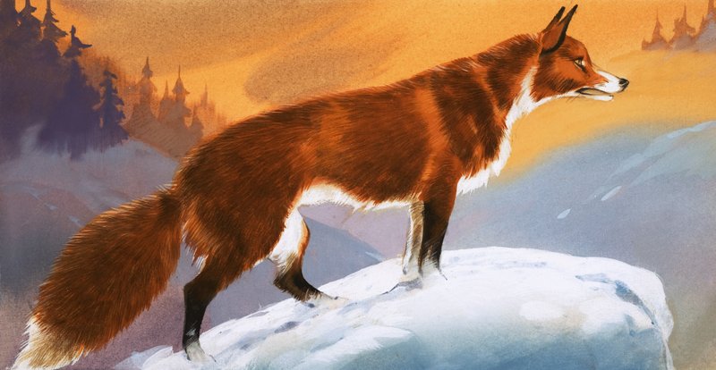 Fuchs im Schnee von Angus McBride