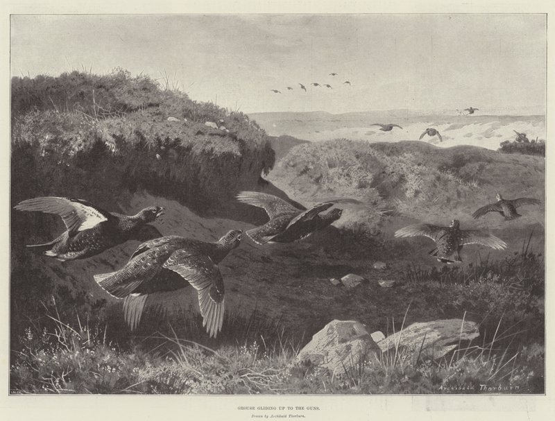 Moorhuhn gleitet zu den Gewehren von Archibald Thorburn