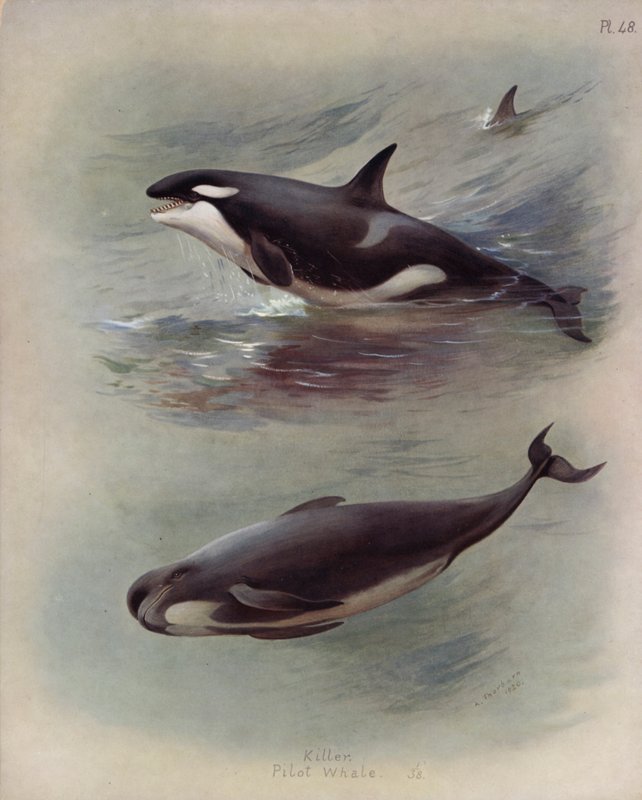 Schwertwal, Grindwal von Archibald Thorburn