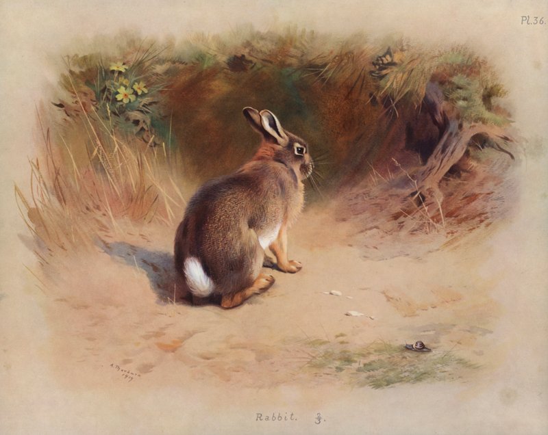 Kaninchen von Archibald Thorburn