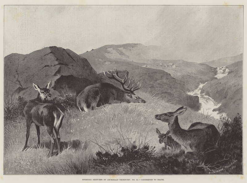 Sportliche Skizzen, zum Tode verurteilt von Archibald Thorburn