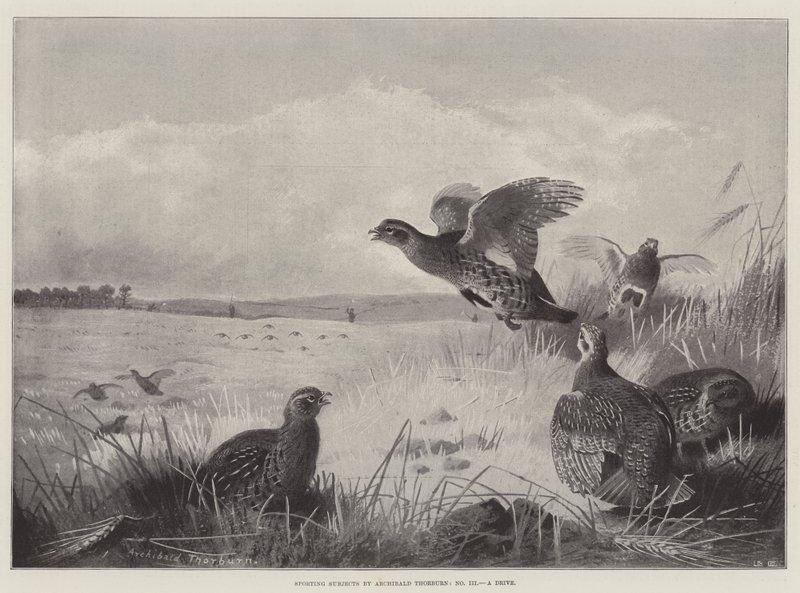 Sportliche Themen, eine Fahrt von Archibald Thorburn