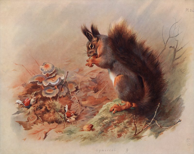 Eichhörnchen von Archibald Thorburn