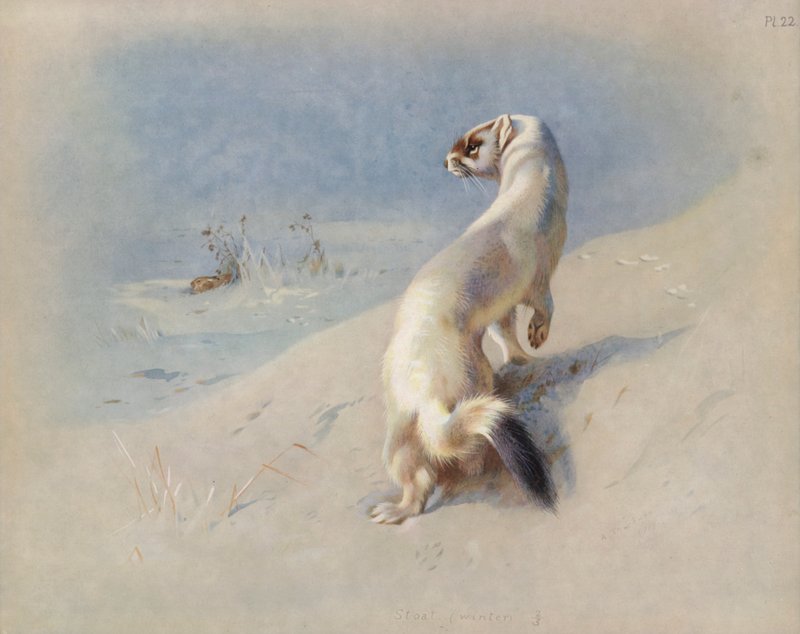 Hermelin (Winter) von Archibald Thorburn