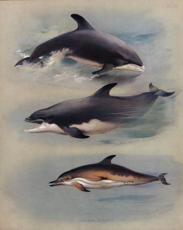 Weißschnauzendelfin, Flaschennasendelfin, Gemeiner Delfin von Archibald Thorburn