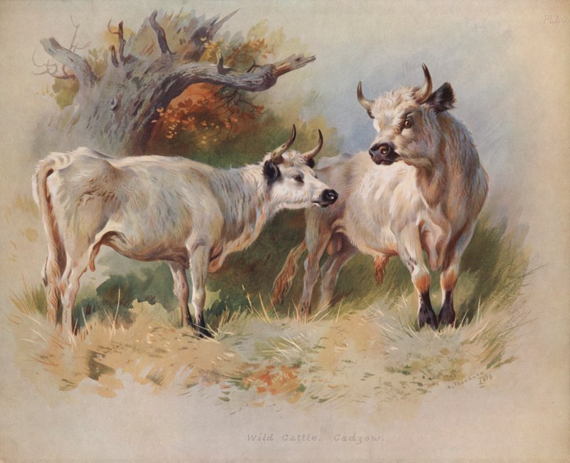 Wildrinder, Cadzow von Archibald Thorburn
