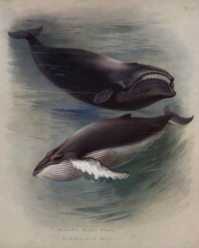Atlantischer Nordkaper, Buckelwal von Archibald Thorburn