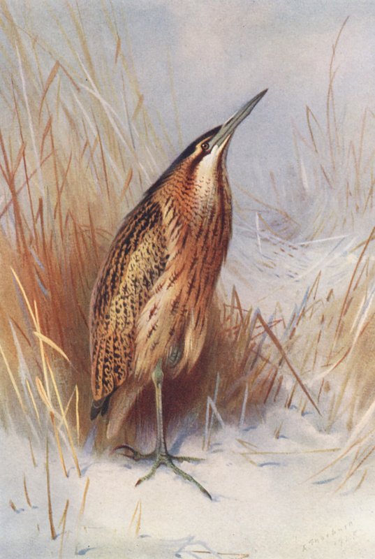 Rohrdommel von Archibald Thorburn