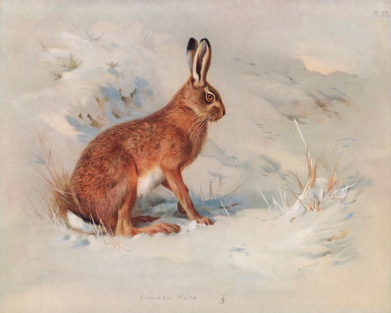 Feldhase von Archibald Thorburn