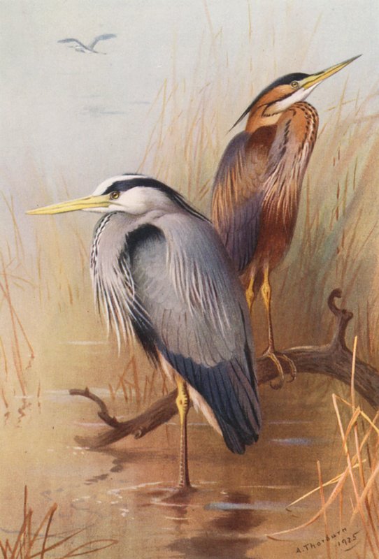 Graureiher, Purpurreiher von Archibald Thorburn