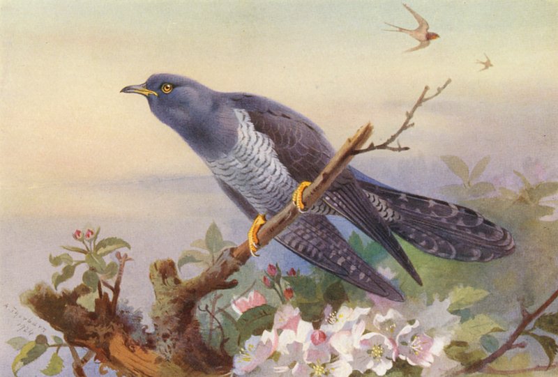 Kuckuck von Archibald Thorburn