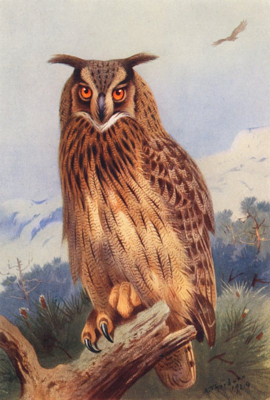 Uhu von Archibald Thorburn