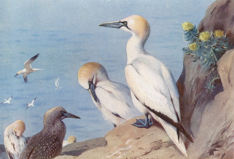 Basstölpel (erwachsen und unreif) von Archibald Thorburn