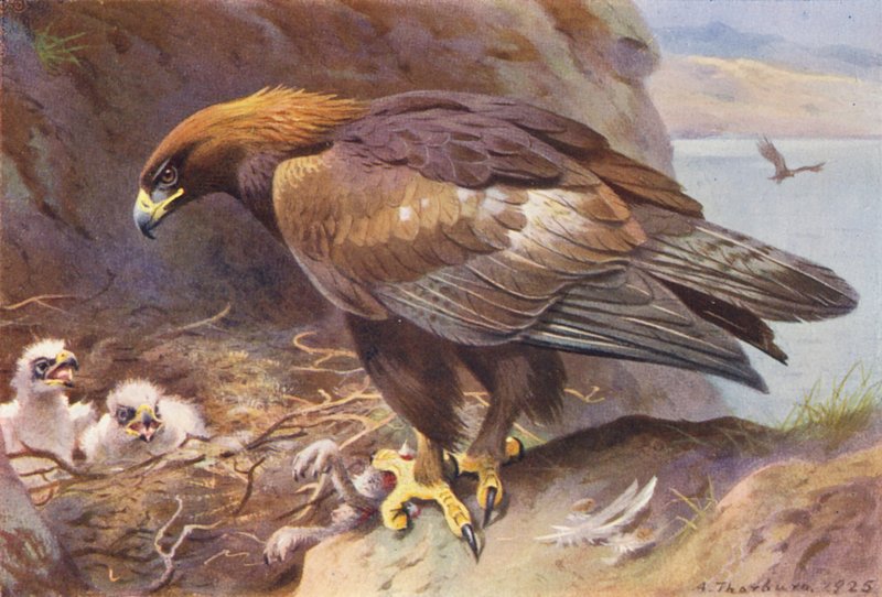 Steinadler von Archibald Thorburn