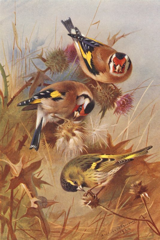 Stieglitz, Erlenzeisig von Archibald Thorburn