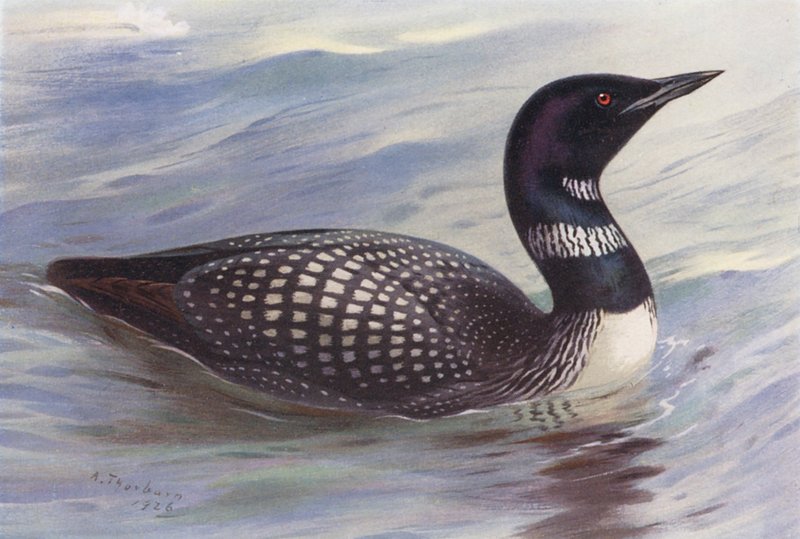 Eistaucher von Archibald Thorburn