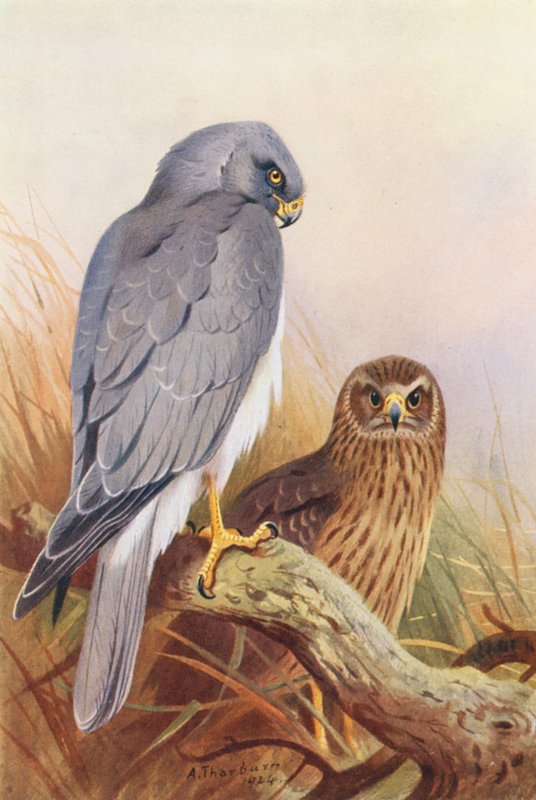 Kornweihe von Archibald Thorburn