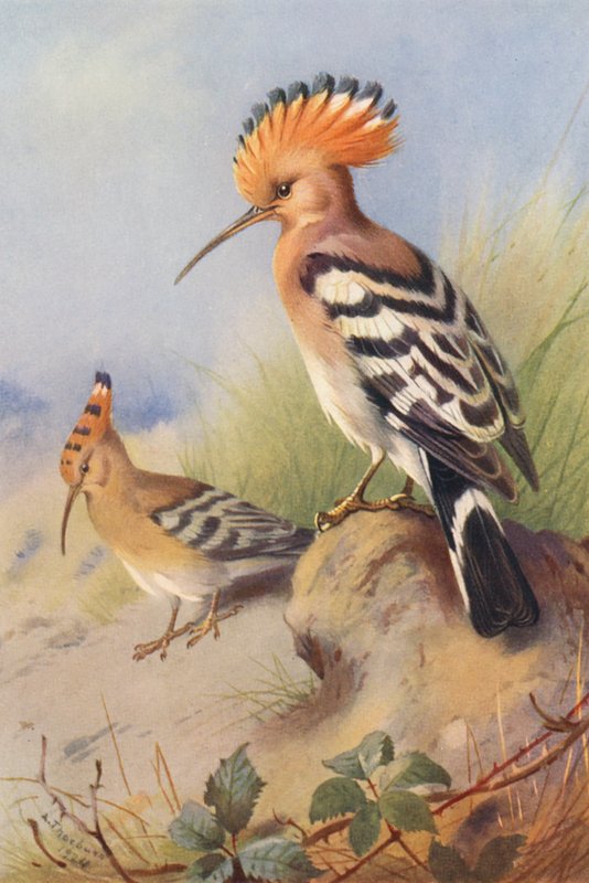 Wiedehopf von Archibald Thorburn