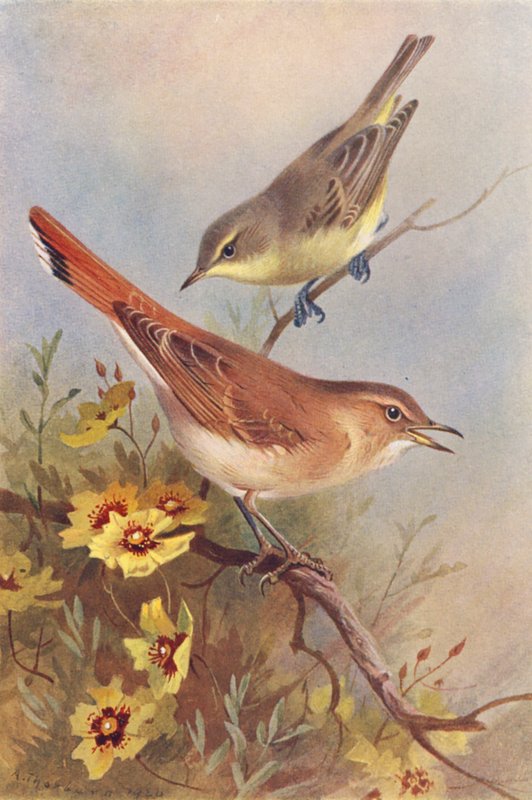 Gelbspötter, Rostspötter von Archibald Thorburn