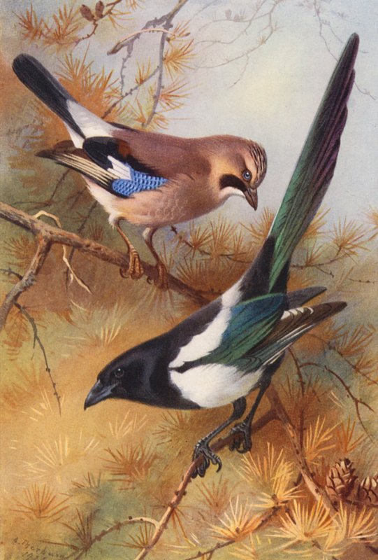 Eichelhäher, Elster von Archibald Thorburn