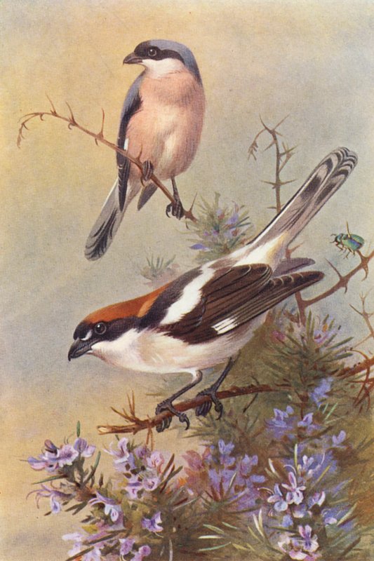 Schwarzstirnwürger, Rotkopfwürger von Archibald Thorburn