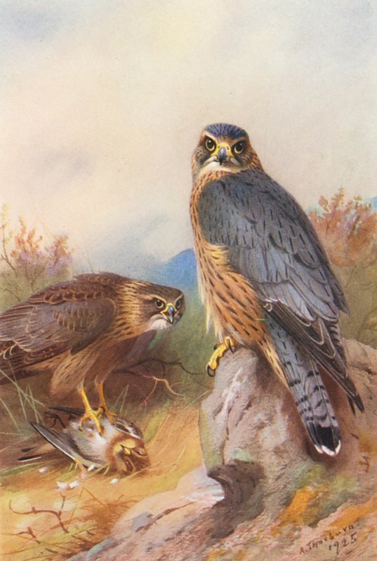 Merlin von Archibald Thorburn