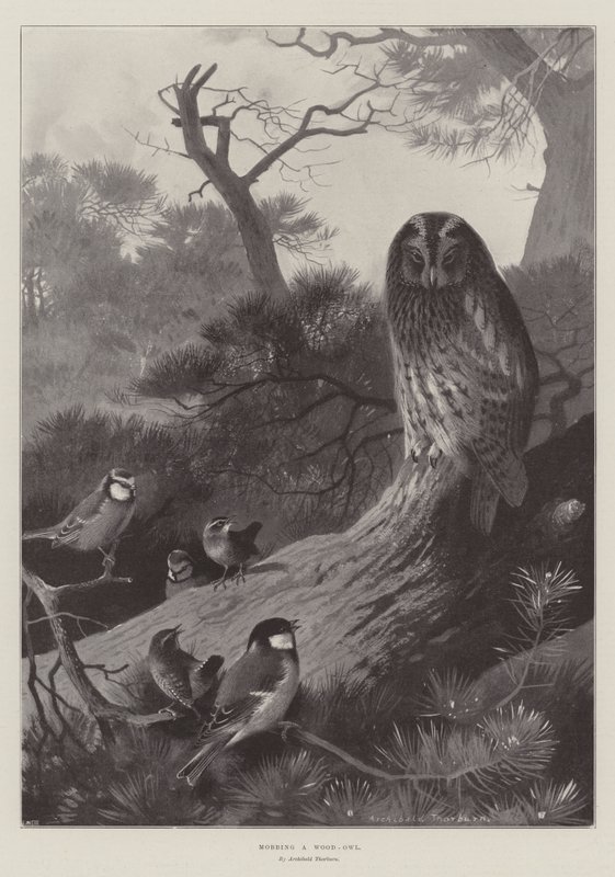 Angriff auf einen Waldkauz von Archibald Thorburn