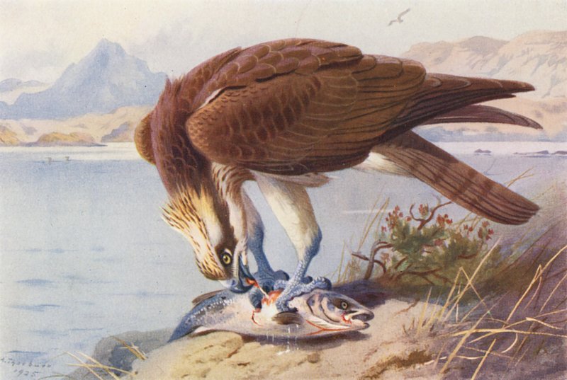 Fischadler von Archibald Thorburn