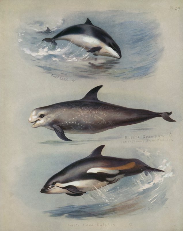 Schweinswal, Risso-Delfin, Weißseitendelfin von Archibald Thorburn