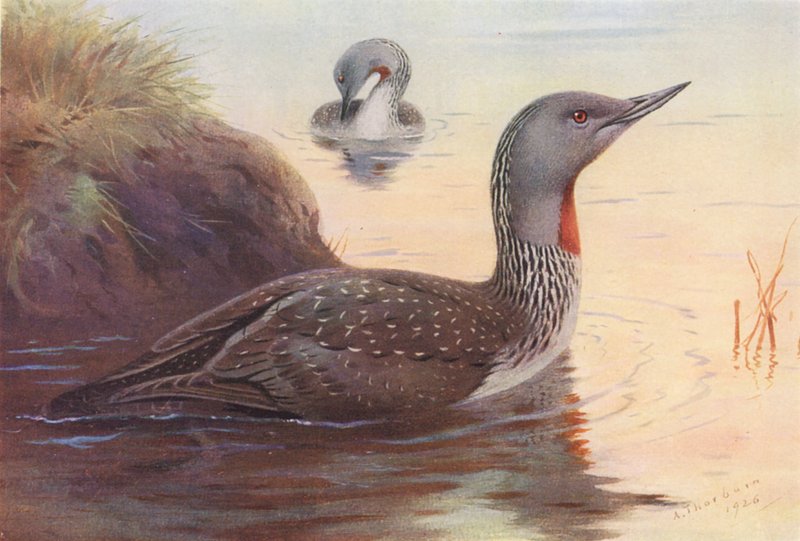 Rothalstaucher von Archibald Thorburn