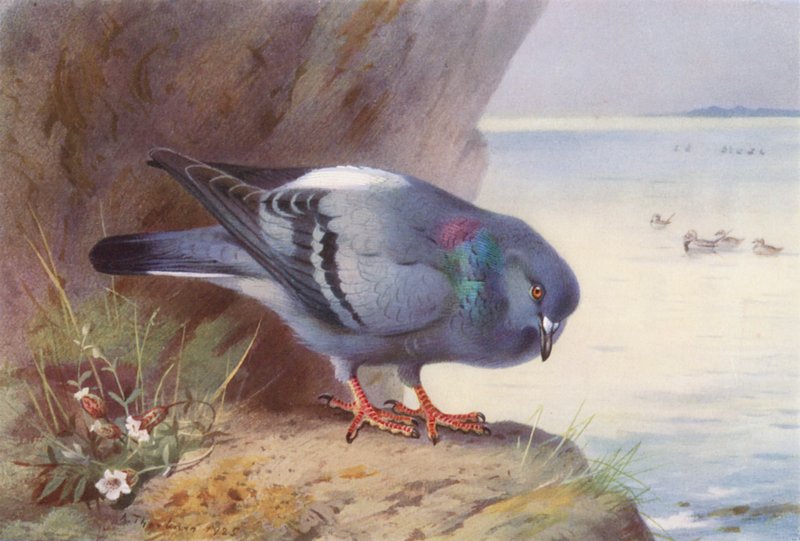Felsentaube von Archibald Thorburn