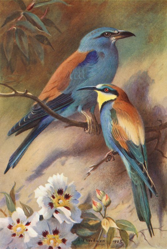 Blauracke, Bienenfresser von Archibald Thorburn