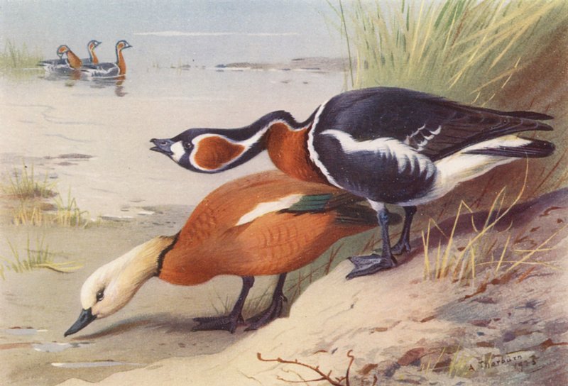 Rotschulterente, Rothalsgans von Archibald Thorburn