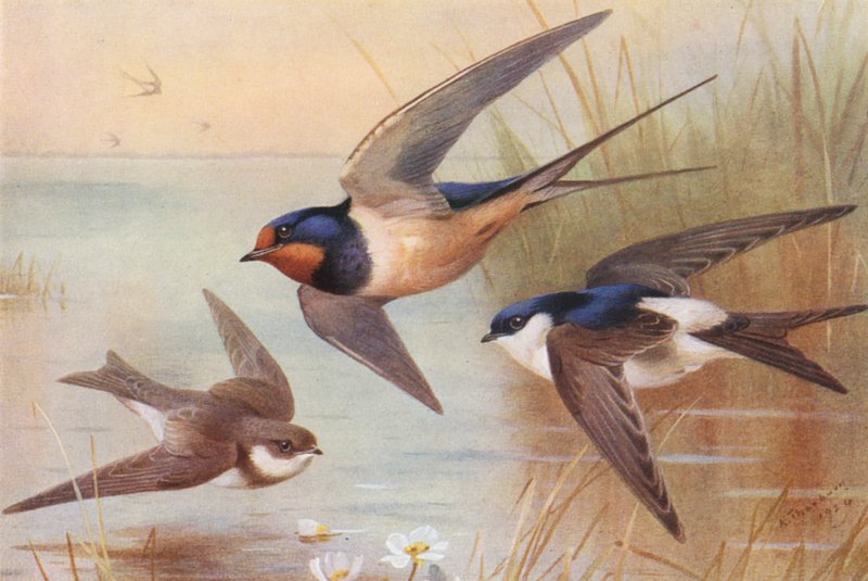 Uferschwalbe, Schwalbe, Mehlschwalbe von Archibald Thorburn