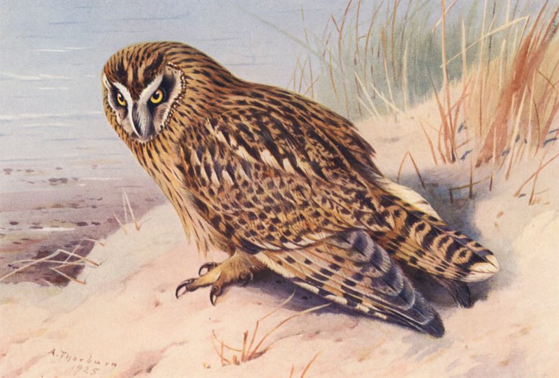 Kurzohreule von Archibald Thorburn