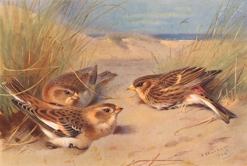 Schneeammer (Winter), Berghänfling von Archibald Thorburn