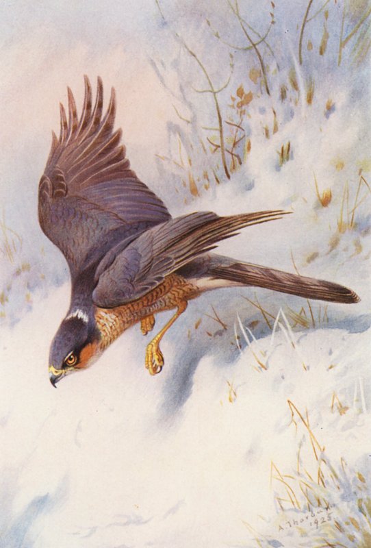 Sperber (erwachsenes Männchen) von Archibald Thorburn