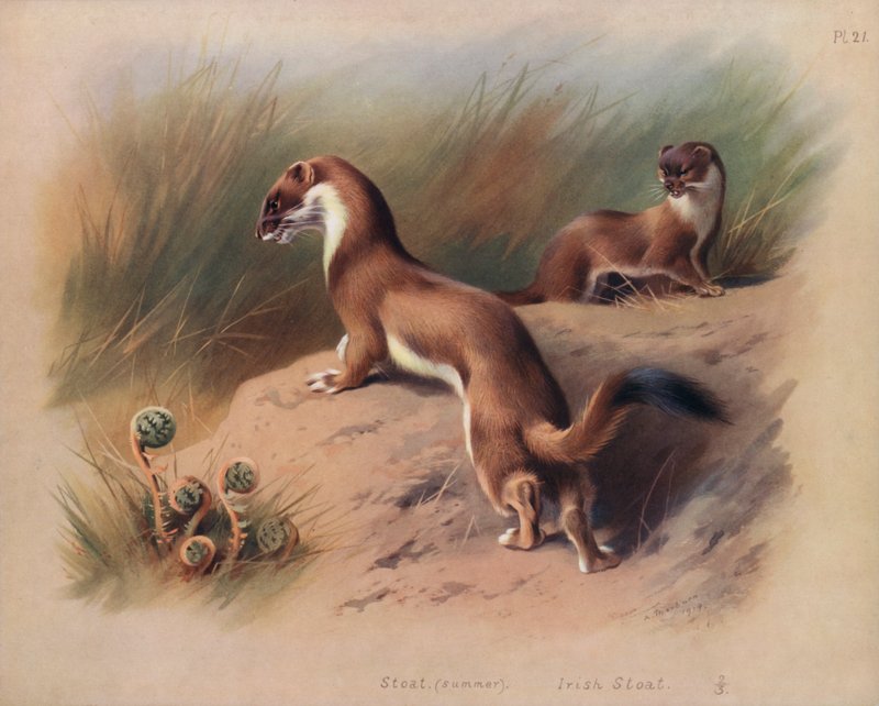 Hermelin (Sommer), Irisches Hermelin von Archibald Thorburn