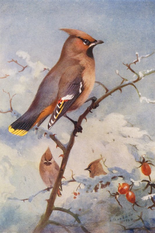 Seidenschwanz von Archibald Thorburn