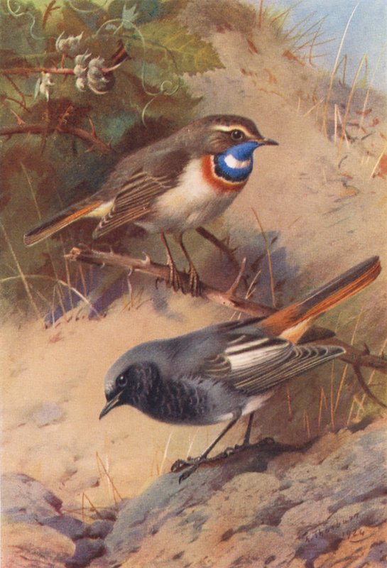 Weißpunkt-Blauracke, Hausrotschwanz von Archibald Thorburn