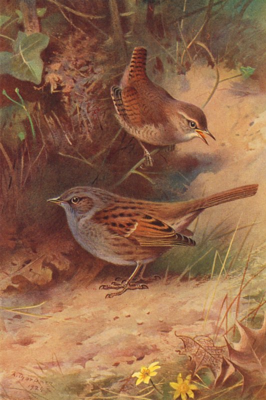 Zaunkönig, Heckenbraunelle von Archibald Thorburn
