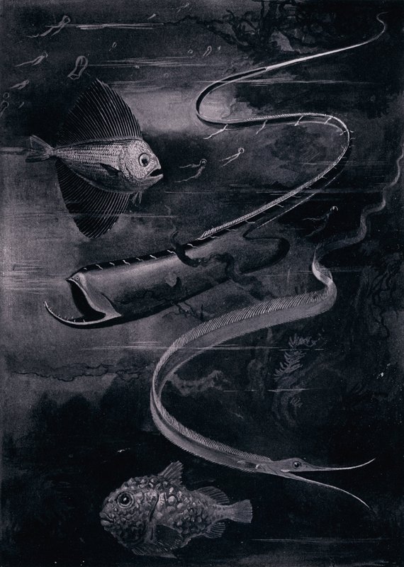 Tiefseefische (Lithografie) von Arthur Twidle